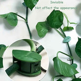 Plant Climbing Clips – Self-Adhesive Leaf Design | Indo Glow