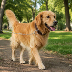 Heavy Duty Dog Chain Leash Ð Durable 67-inch Pet Tether for Control