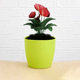 Plastic Flower Pots – Durable Round Planters for Home & Garden | Plant Edge