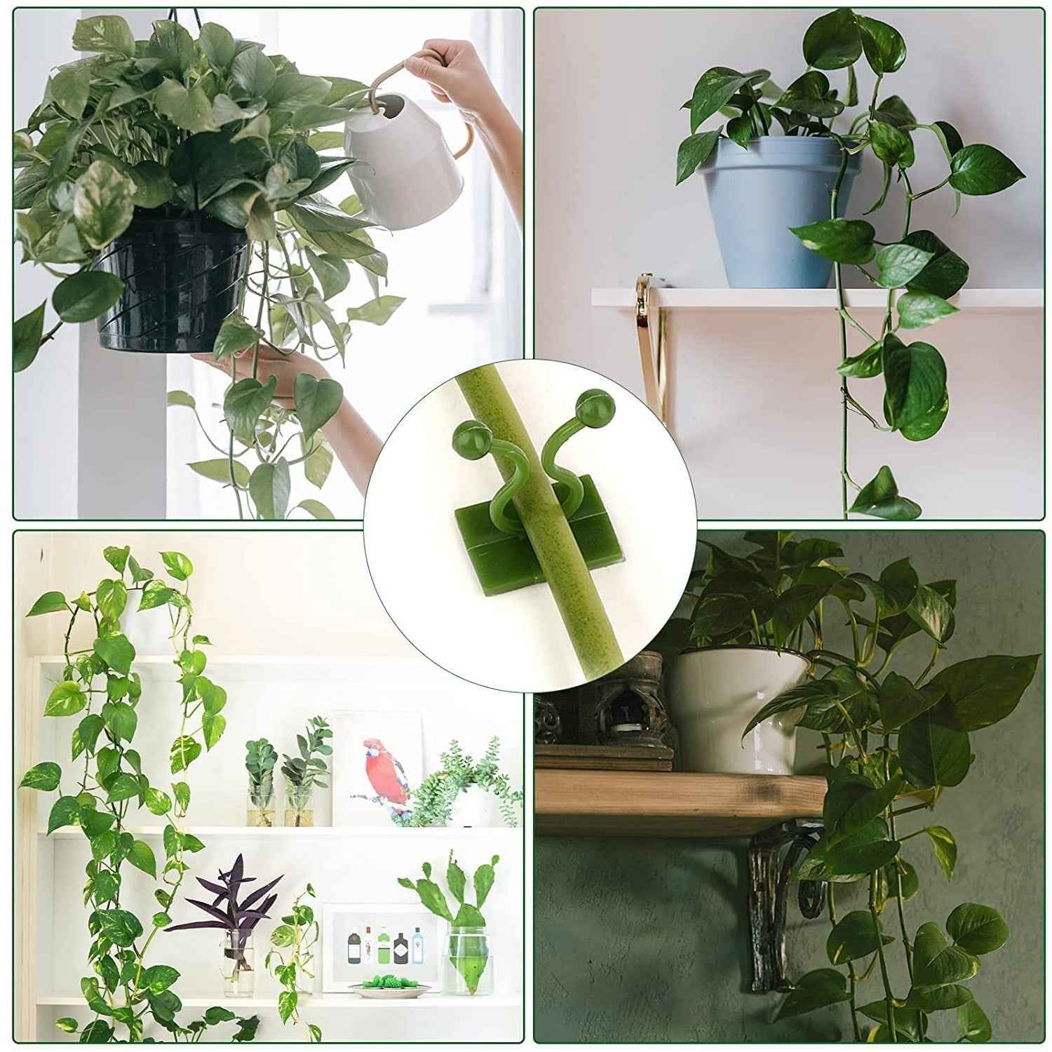 Money Plant Support Clips – Durable Self-Adhesive Vine Fixing Set | Indo Glow
