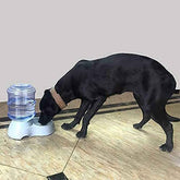 Automatic Pet Water & Food Dispenser – Gravity Self-Feeder | Waggy Tales