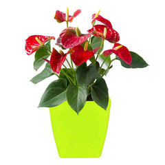 Square Flower Pots for Indoor & Outdoor Gardening |