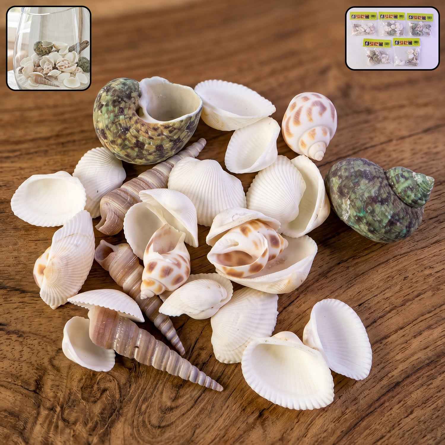 Natural Decorative Seashells Set – Coastal Charm for Home Decor