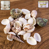 Natural Decorative Seashells Set – Coastal Charm for Home Decor