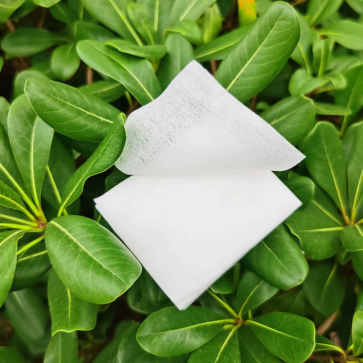 Cotton makeup remover pads laid on a clean surface for removing makeup