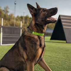Heavy Duty Nylon Dog Collar – Reflective & Adjustable for Active Dogs