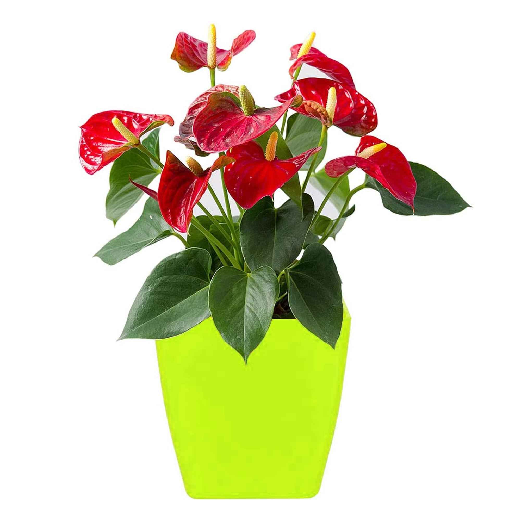 Square Flower Pots for Indoor & Outdoor Gardening |